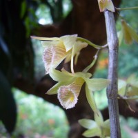 Dendrobium macrostachyum Lindl.